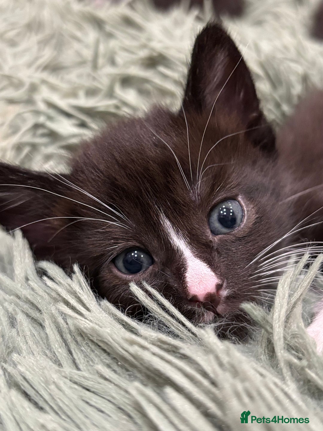 Mixed Breed cats for sale: 🌟Beautiful Oriental x Maine Coon Kittens🌟 - Image 8