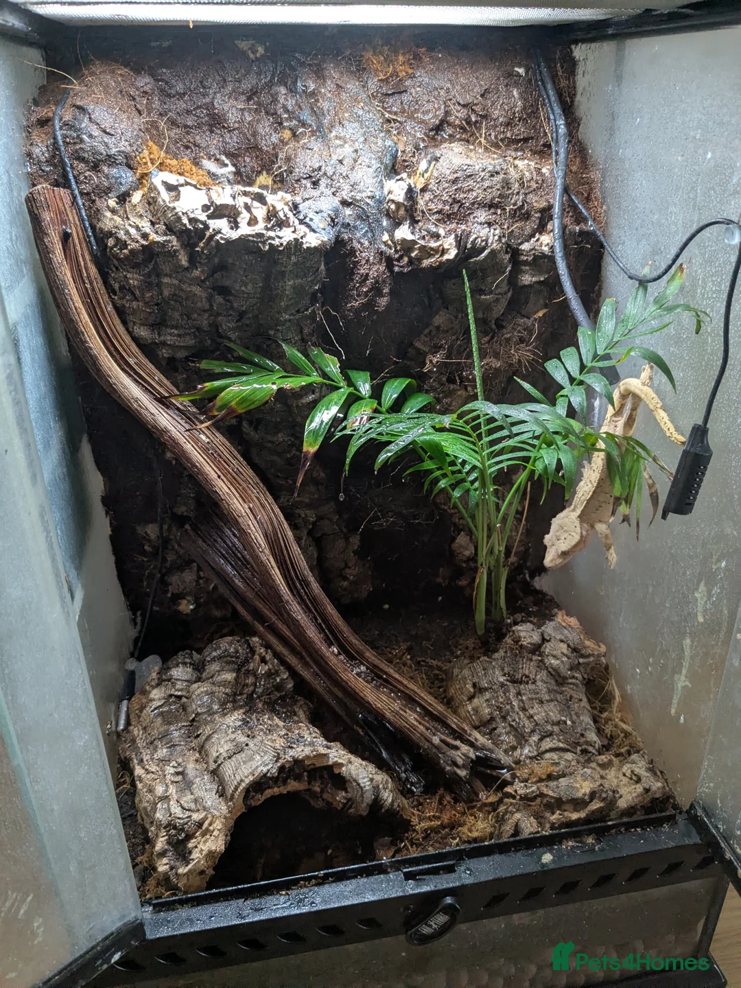 Gecko reptiles for sale: Crested Gecko & bioactive Vivarium - Advert 2