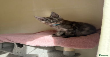 Maine Coon cats - Advert 12