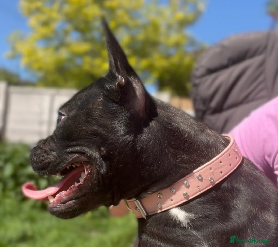 Mixed Breed dogs for sale: Staff x frenchie girl  - Advert 3