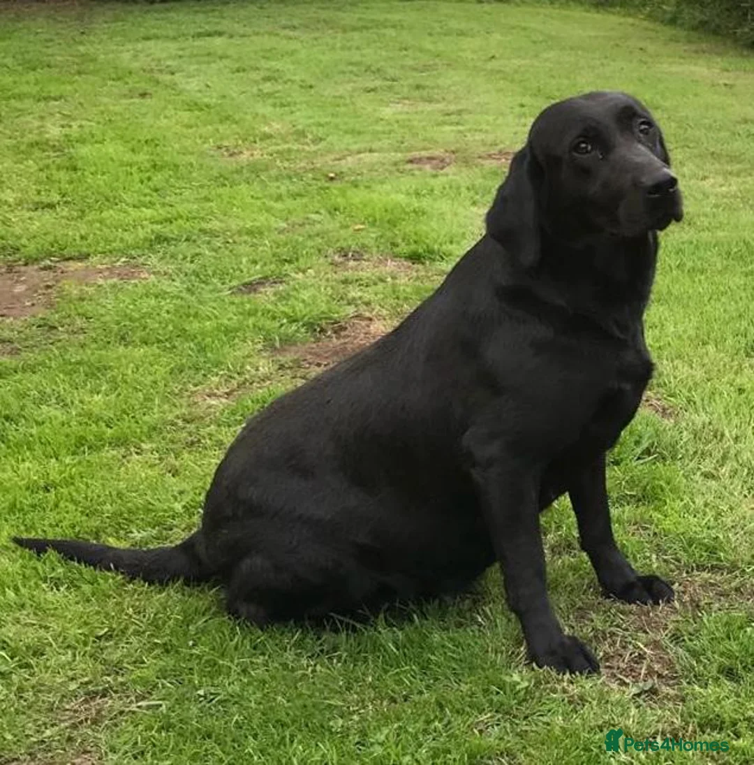 Labrador Retriever dogs for sale: Exceptionally well bred Labrador puppies in Clitheroe - Advert 2