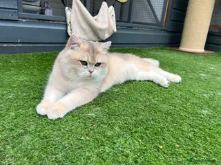 British Shorthair cats Retired champion show and stud cat 2 years - Advert 1