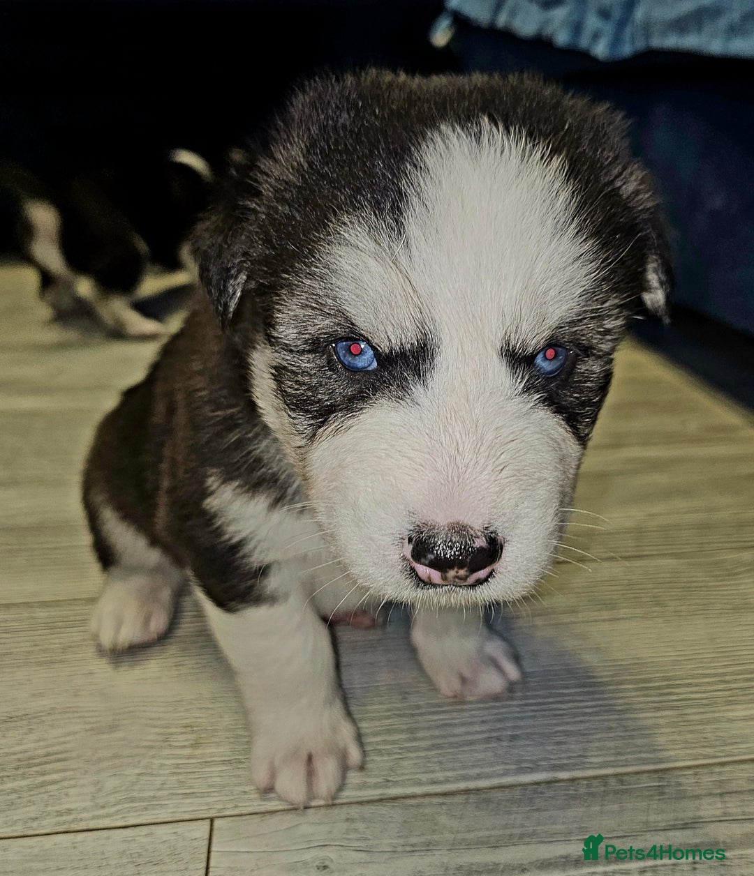 Siberian Husky dogs for sale: Siberian Husky Puppies  - Advert 6