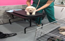 Poochon dogs for sale: Poochons💥 2 Beauties READY TO LEAVE NOW 💥  - Image 34