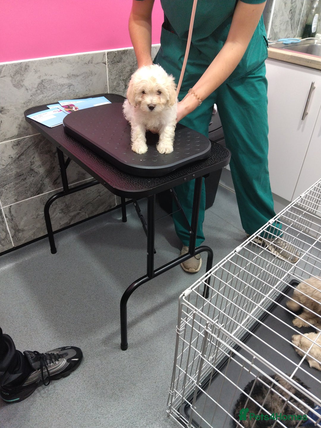 Poochon dogs for sale: Poochons💥 2 Beauties READY TO LEAVE NOW 💥  - Image 34