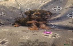 Yorkshire Terrier dogs for sale: Miniature Yorkshire Terrier pups - Image 5