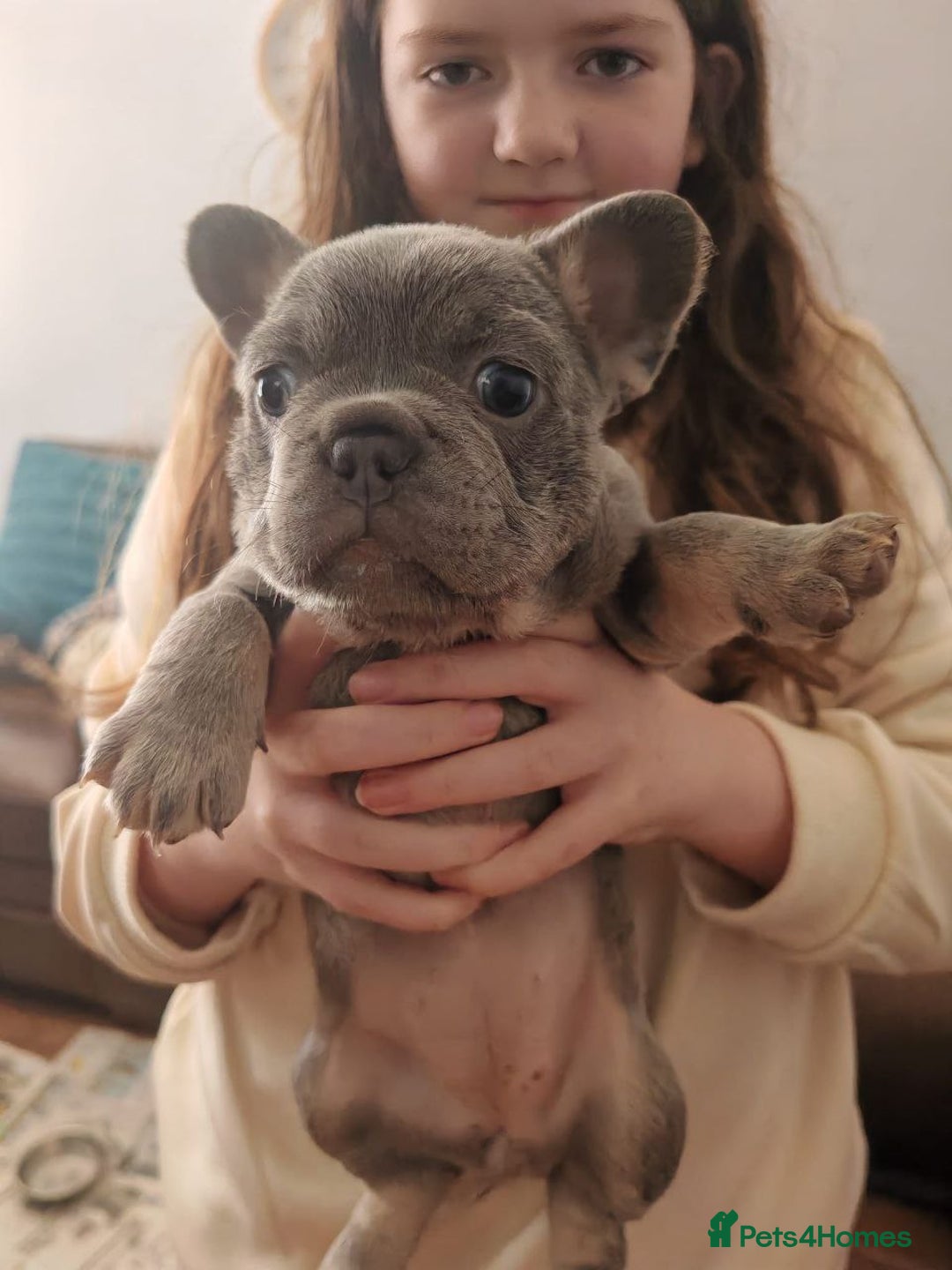 French Bulldog dogs for sale: French bulldogs puppies - Image 2
