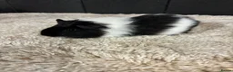 Guinea Pig rodents for sale: Female guinea pigs - Advert 2