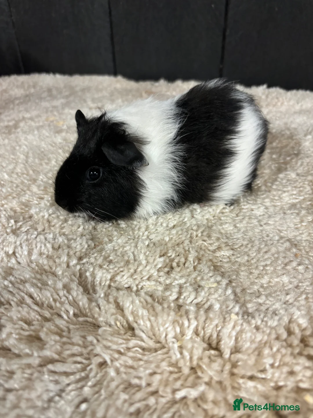 Guinea Pig rodents for sale: Female guinea pigs - Advert 2