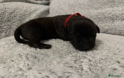Bandog dogs for sale: 🐾 🌟 Premium multigen Bandogge Puppies🌟🐾 - Image 12