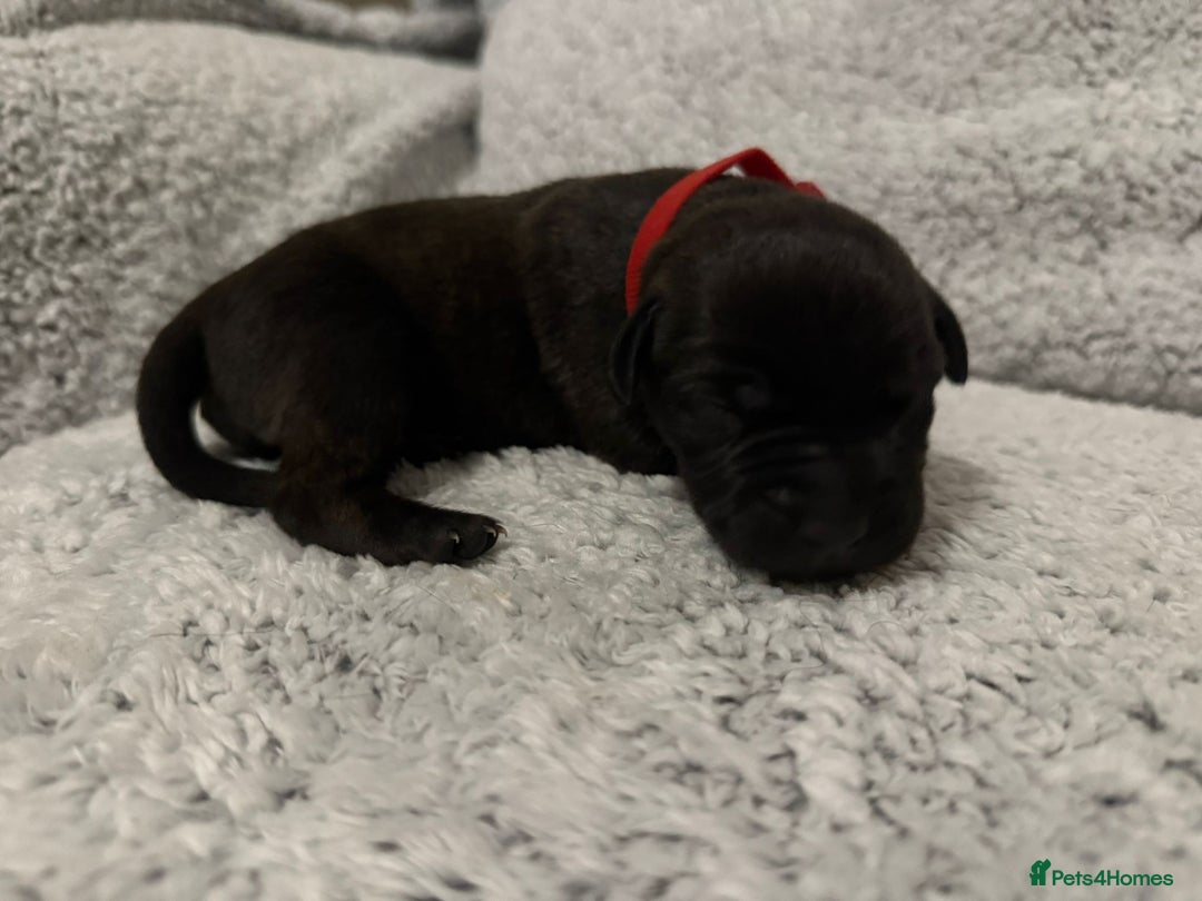 Bandog dogs for sale: 🐾 🌟 Premium multigen Bandogge Puppies🌟🐾 - Image 12