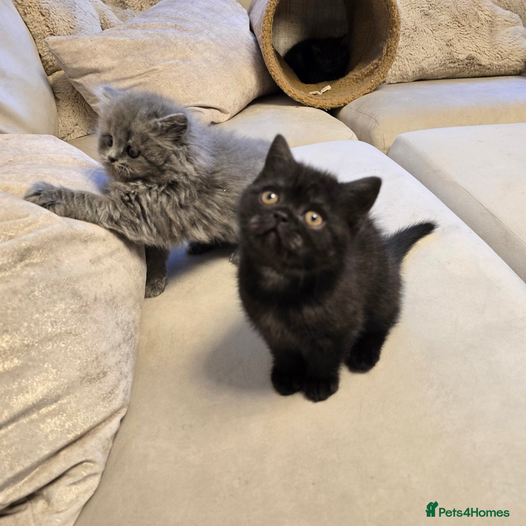 British Shorthair cats for sale: 💫RARE💫 BLACK SMOKE FEMALE & BLUE LONGHAIR MALE  - Advert 2