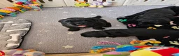 Newfoundland dogs for sale: Beautiful Newfoundland puppies  - Advert 12