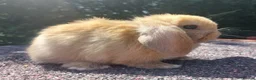 Mini Lop rabbits for sale: ☆ Mini Lop Babies For Sale ☆ - Advert 4