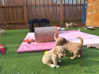 Australian Labradoodle dogs Australian labradoodle - Advert 4
