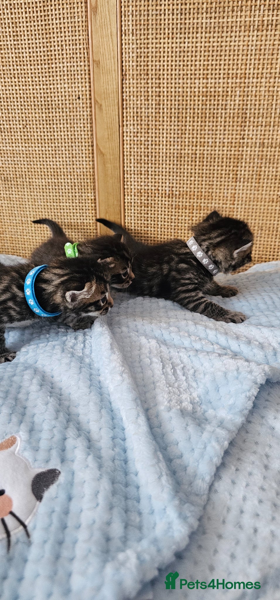 Mixed Breed cats for sale: Beautiful Bengal Mix Kittens - Advert 9
