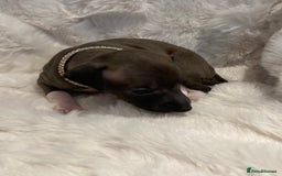 Italian Greyhound dogs for sale: Italian Greyhound Puppies - Image 4