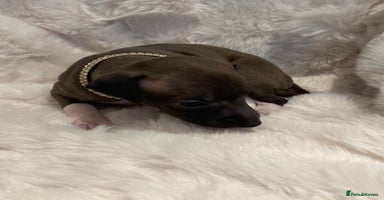 Italian Greyhound dogs - Advert 3