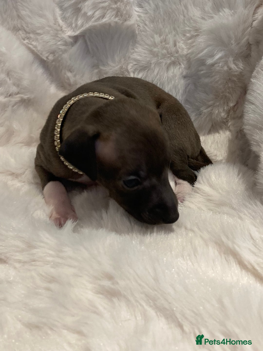 Italian Greyhound dogs for sale: Italian Greyhound Puppies - Image 4