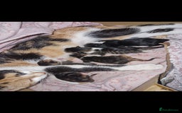 Mixed Breed cats for sale: 5 stunning kittens - Image 6