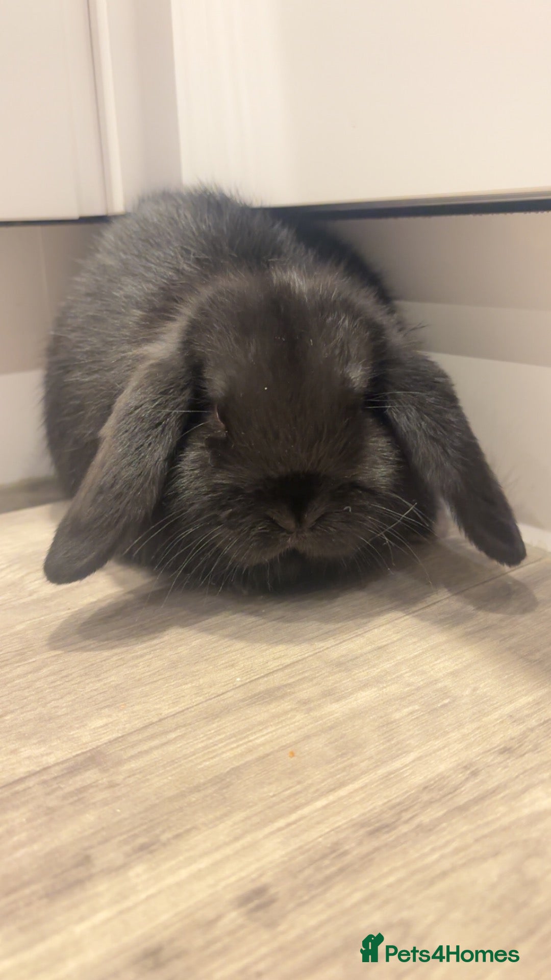 Mini Lop rabbits Mini Lop for sale - Advert 1