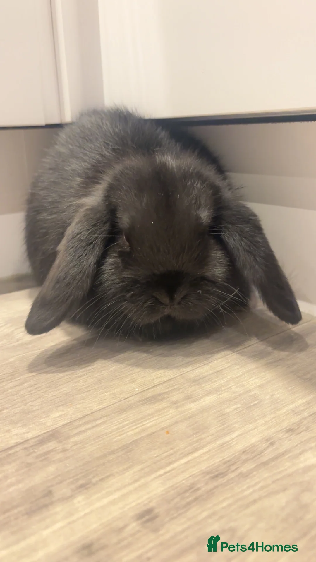Mini Lop rabbits for sale: Mini Lop for sale in Northwich - Advert 1