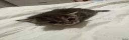 Mixed Breed cats for sale: Beautiful litter of kittens  - Advert 5