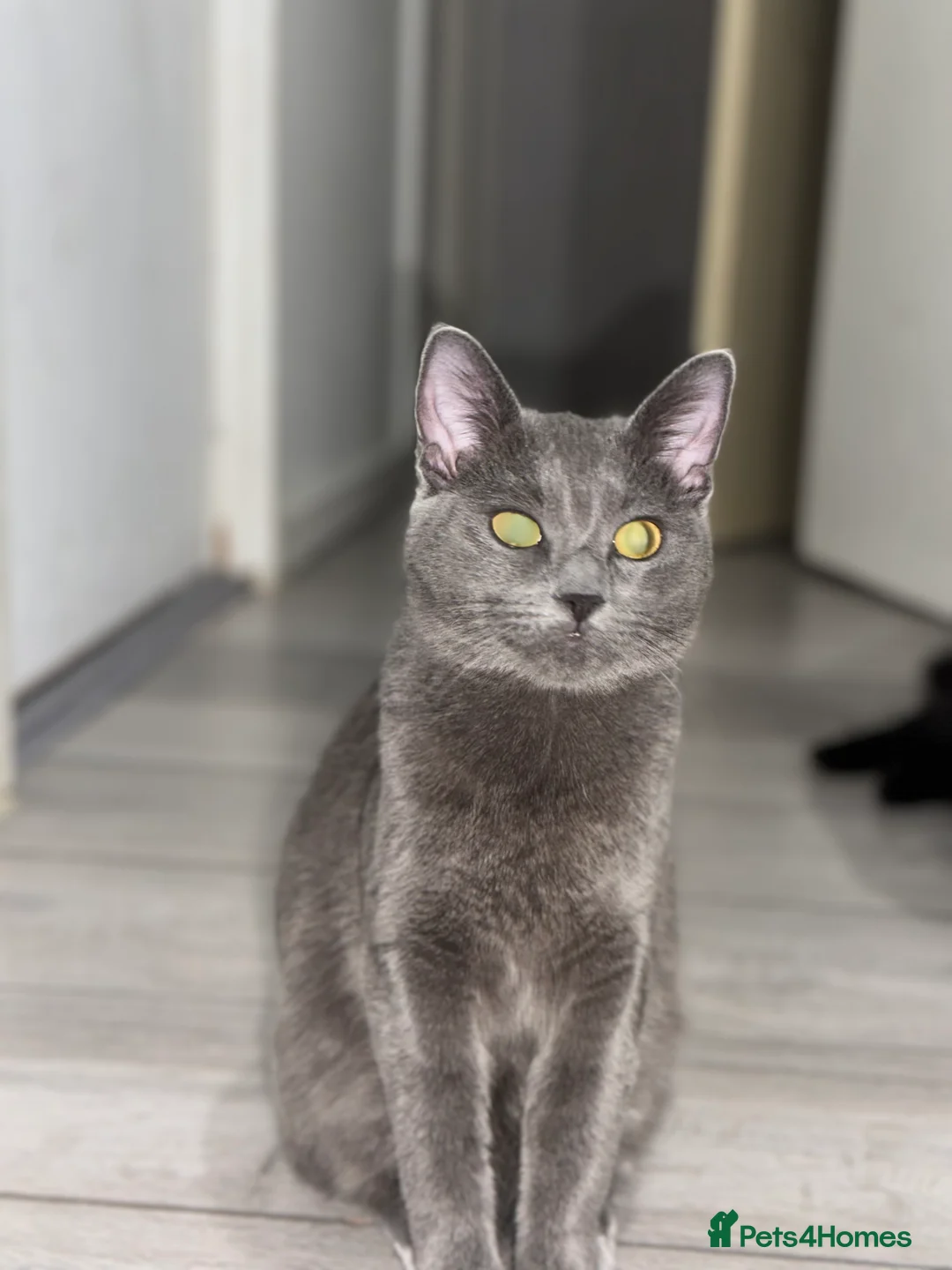 Maine Coon cats for sale: Beautiful Maincoon cross kitten for sell - Advert 13