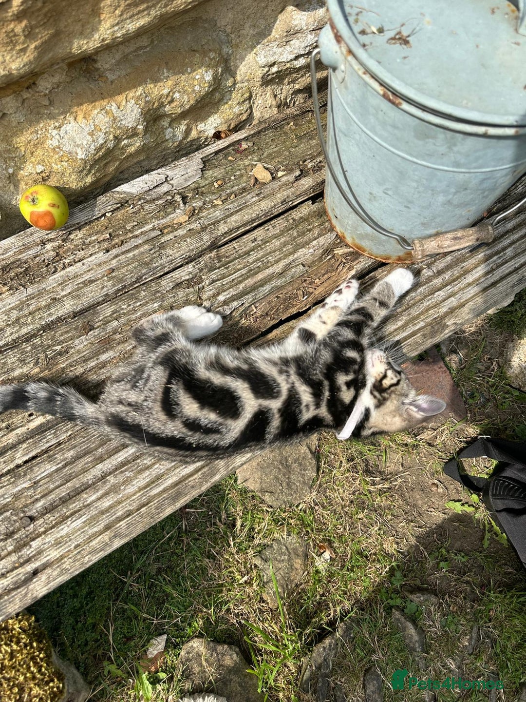 Bengal cats for sale: Stunning Bengal Plus - Image 31