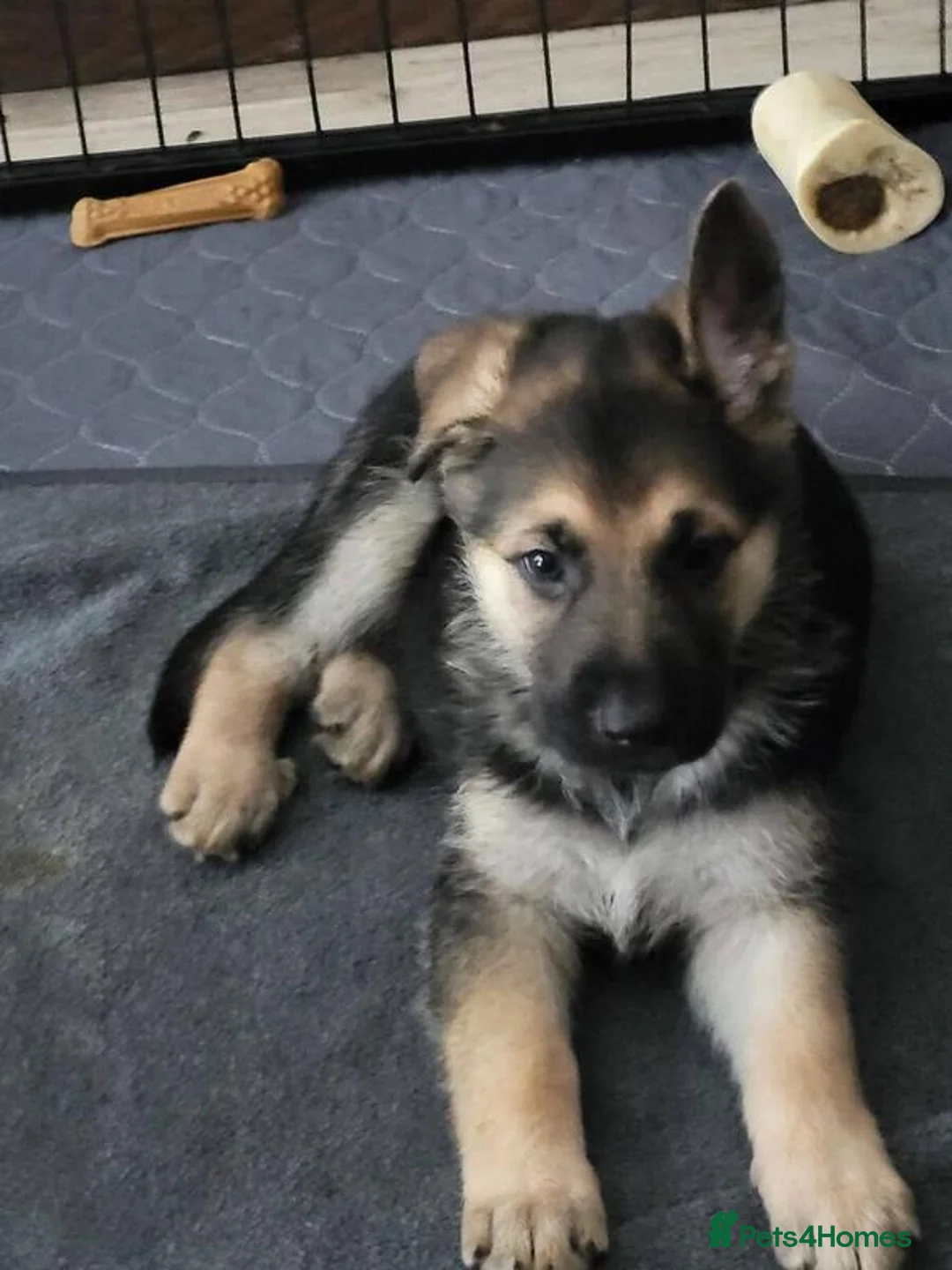 German Shepherd dogs for sale:  Shepherd puppies - Advert 2