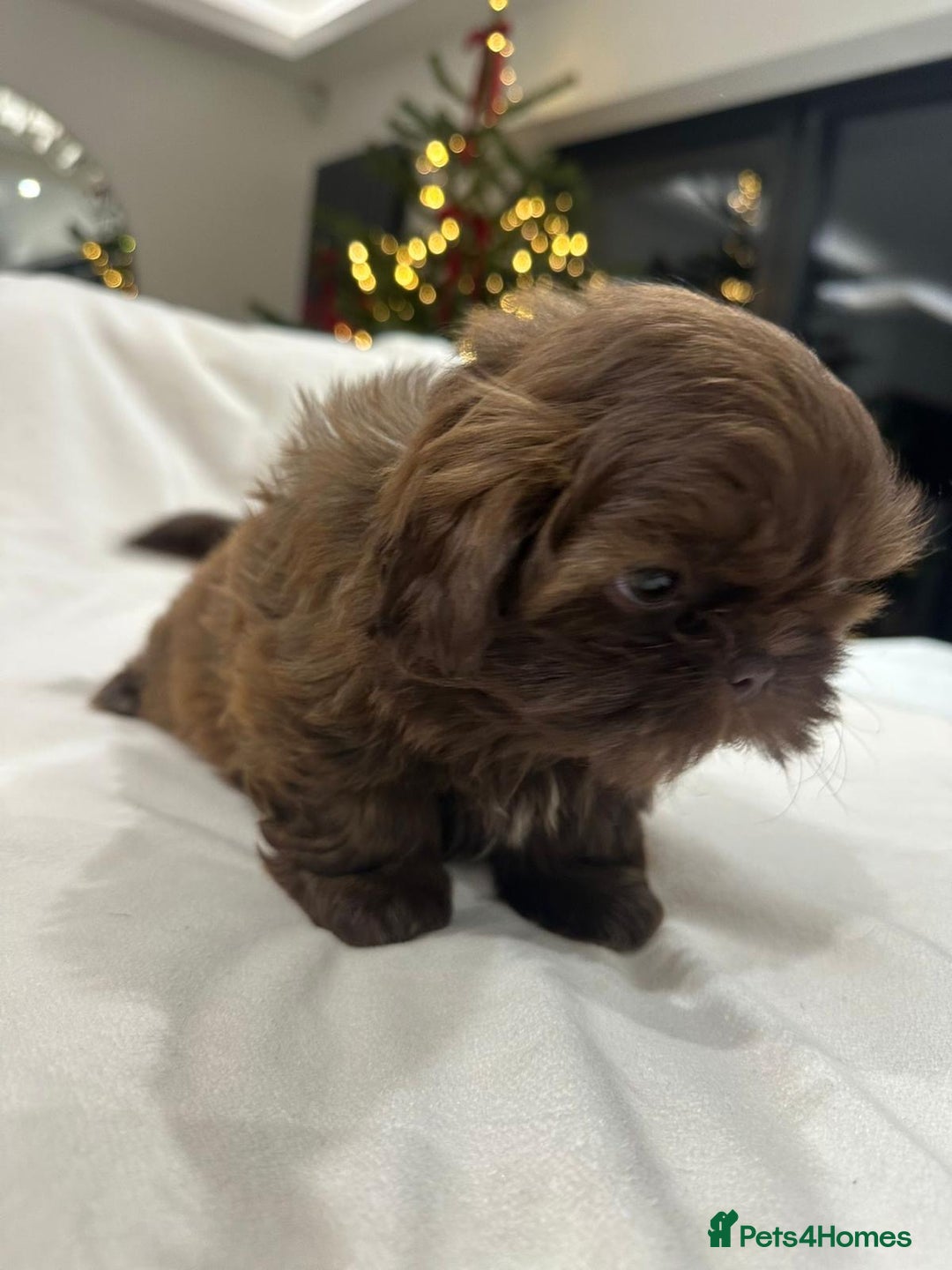 Shih Tzu dogs for sale: kC Imperial Shih tzu Ready now only 1 girl left  - Advert 27