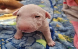 English Bull Terrier dogs for sale: English bull terrier puppies KC registered  - Image 6