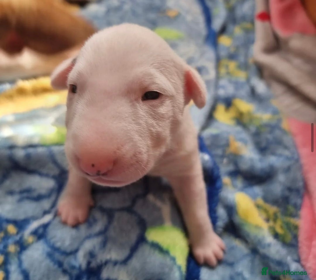 English Bull Terrier dogs for sale: English bull terrier puppies KC registered  - Image 6