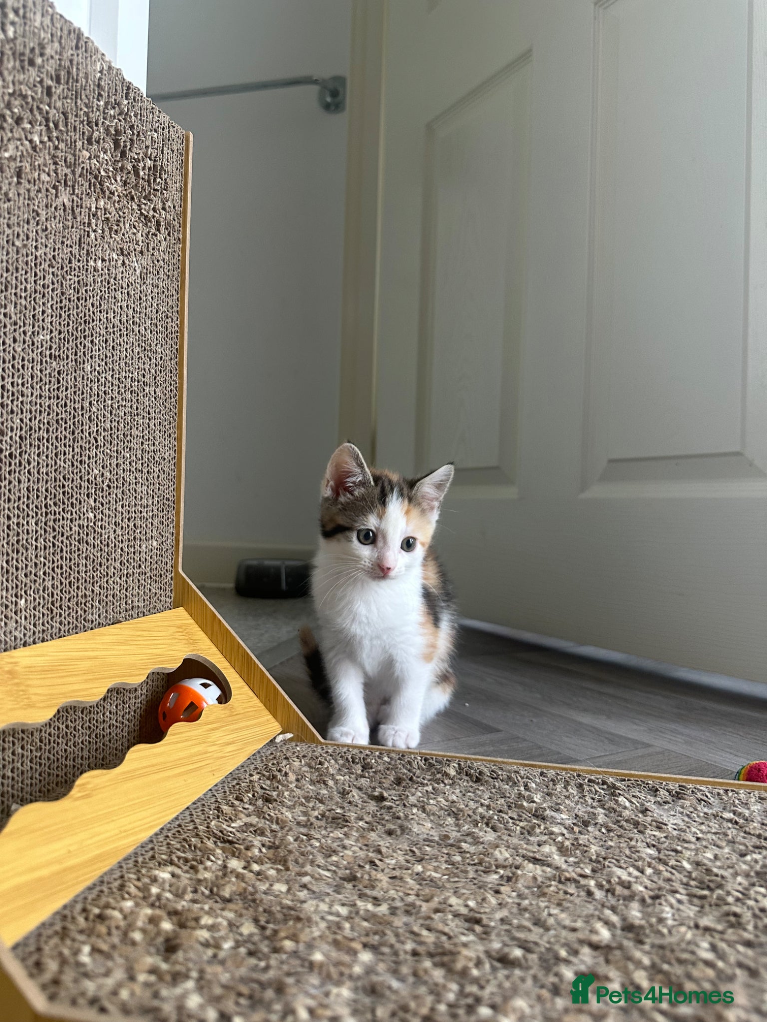 Aegean cats Adorable Calico Kitten For Sale - Advert 3