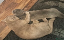 British Shorthair cats for stud: LILAC BOY GCCF Registered ready for Stud service  in Leigh - Image 18