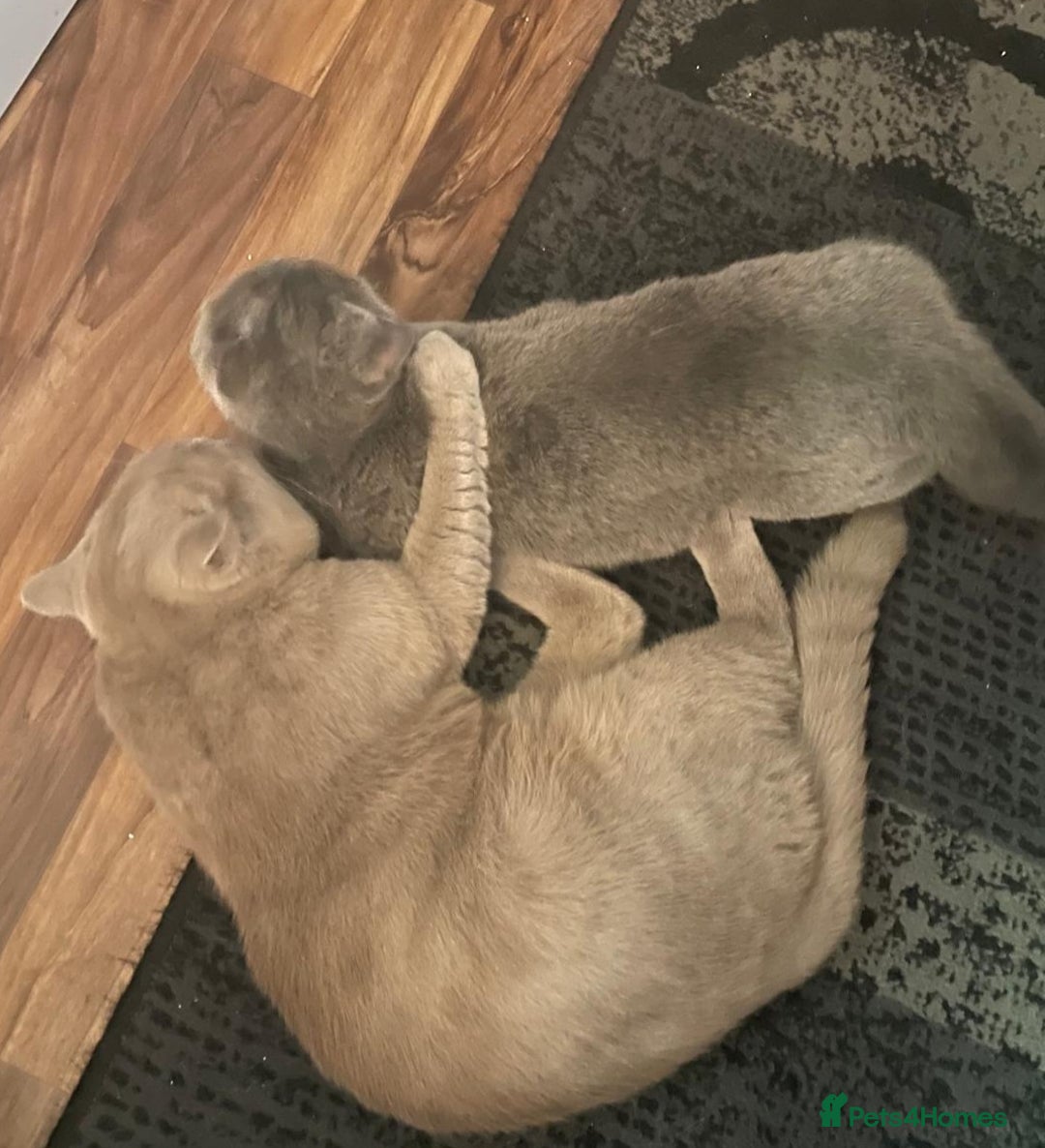British Shorthair cats for stud: LILAC BOY GCCF Registered ready for Stud service  in Leigh - Image 18