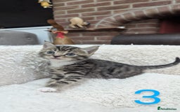 European cats for sale: 5 European shorthair kittens  - Image 4