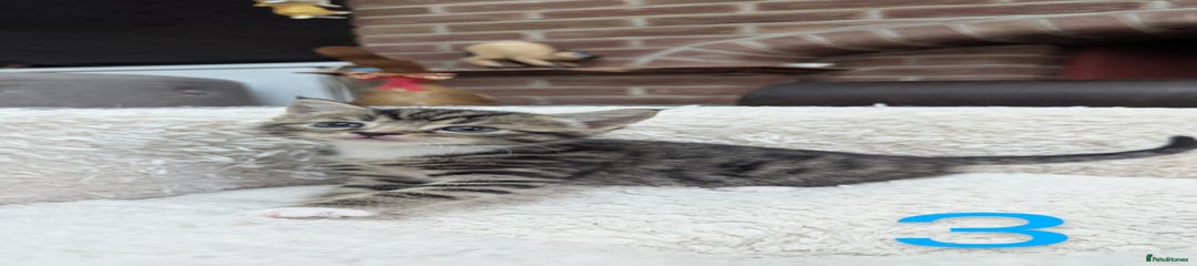 European Kitten 3