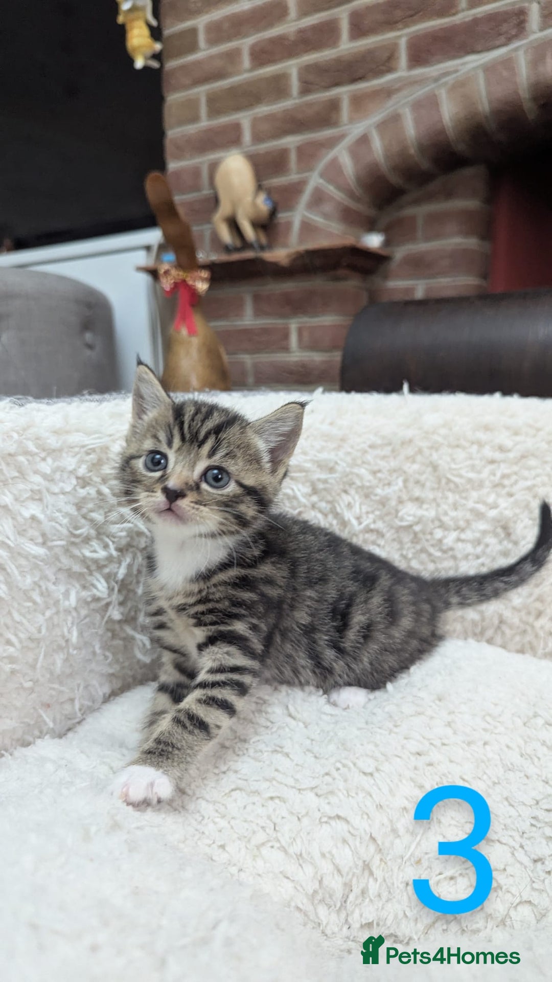 European cats for sale: 5 European shorthair kittens  - Image 4