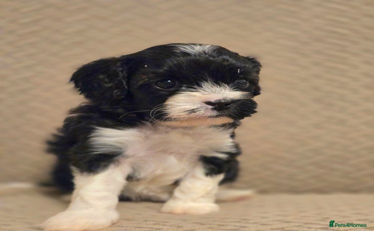 Cavapoo dogs - Advert 1