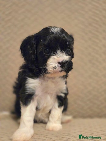 Cavapoo dogs - Advert 13