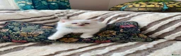Ragdoll cats for sale: Gccf Anne Baker lines champion Ragdoll kittens  - Advert 18