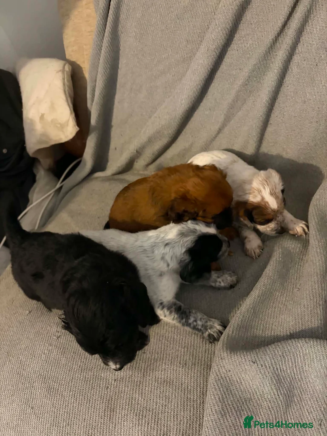 Mixed Breed dogs for sale: Patterdale x cocker spaniel pups  in Worksop - Advert 2