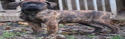 Presa Canario dogs for sale: Presa Canario Puppies (Recognised Breeder) - Advert 5