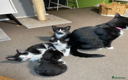 Mixed Breed cats for sale: Three energetic kittens: Noodle, Peanut and Daisy - Advert 3