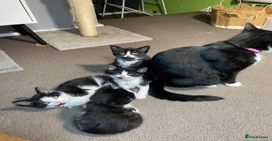 Mixed Breed cats Three energetic kittens: Noodle, Peanut and Daisy - Advert 10