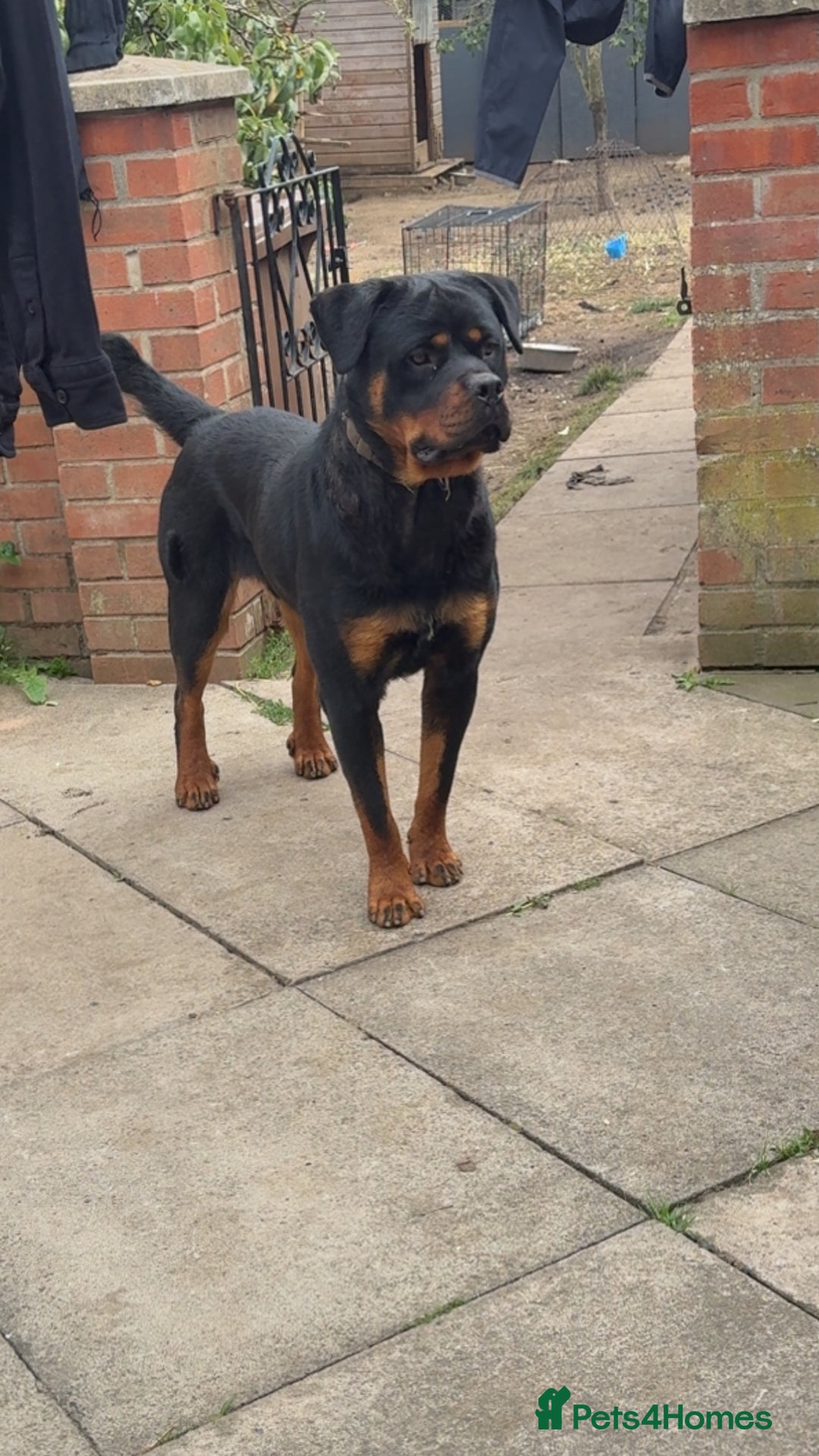 Rottweiler dogs for sale: Meet Zeus, Rottweiler 7 Months Old - Image 4