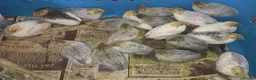 Quail poultry for sale: QUAILS/CHINESE PAINTED BUTTONS ! - Advert 7