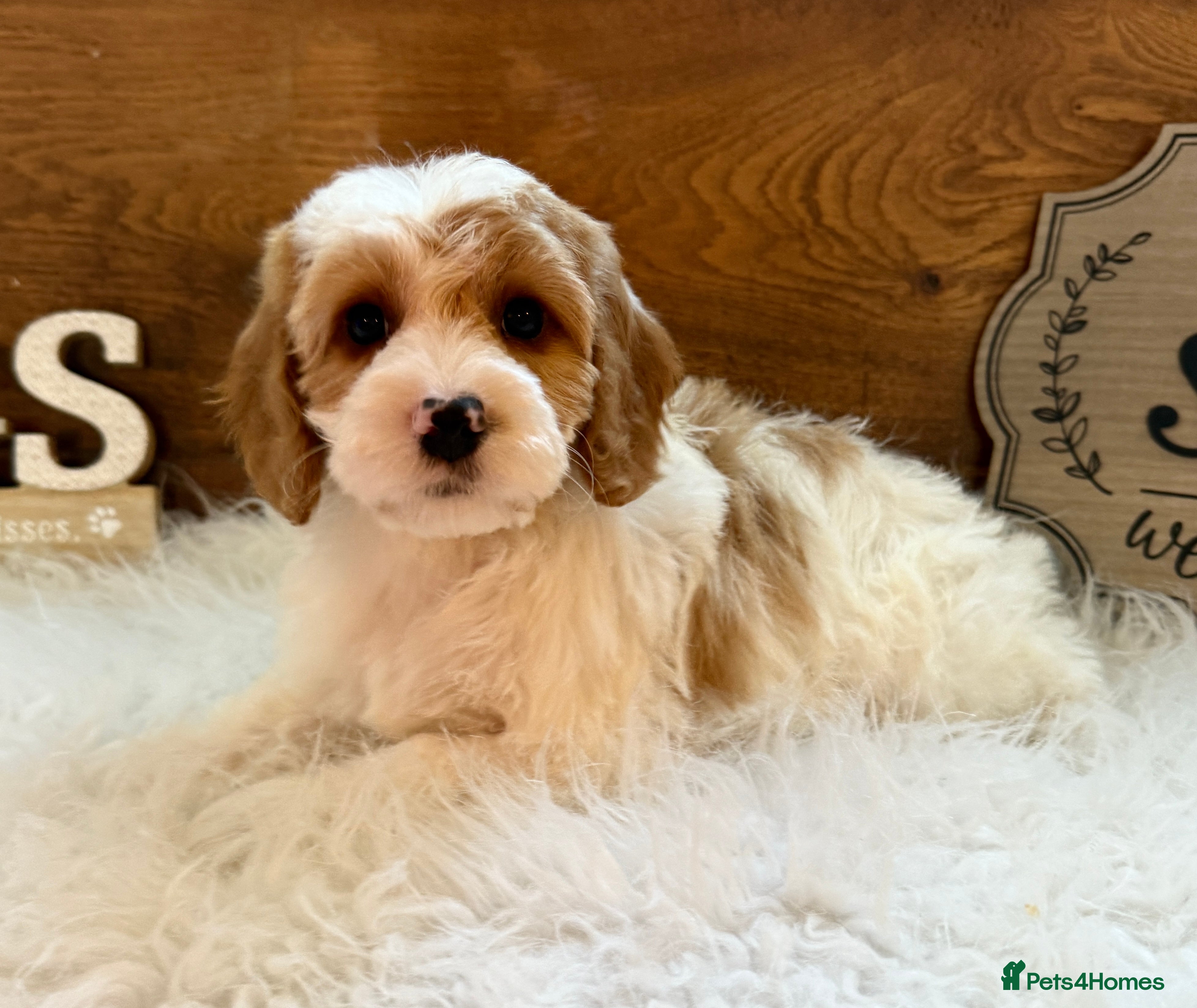 Cockapoo dogs Gorgeous Cockapoo puppies - Advert 14