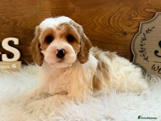 Cockapoo dogs Gorgeous Cockapoo puppies - Advert 18